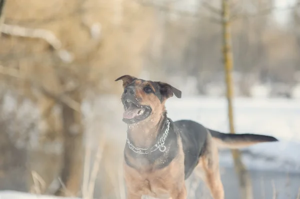 Portret van de hond in de sneeuw — Stockfoto
