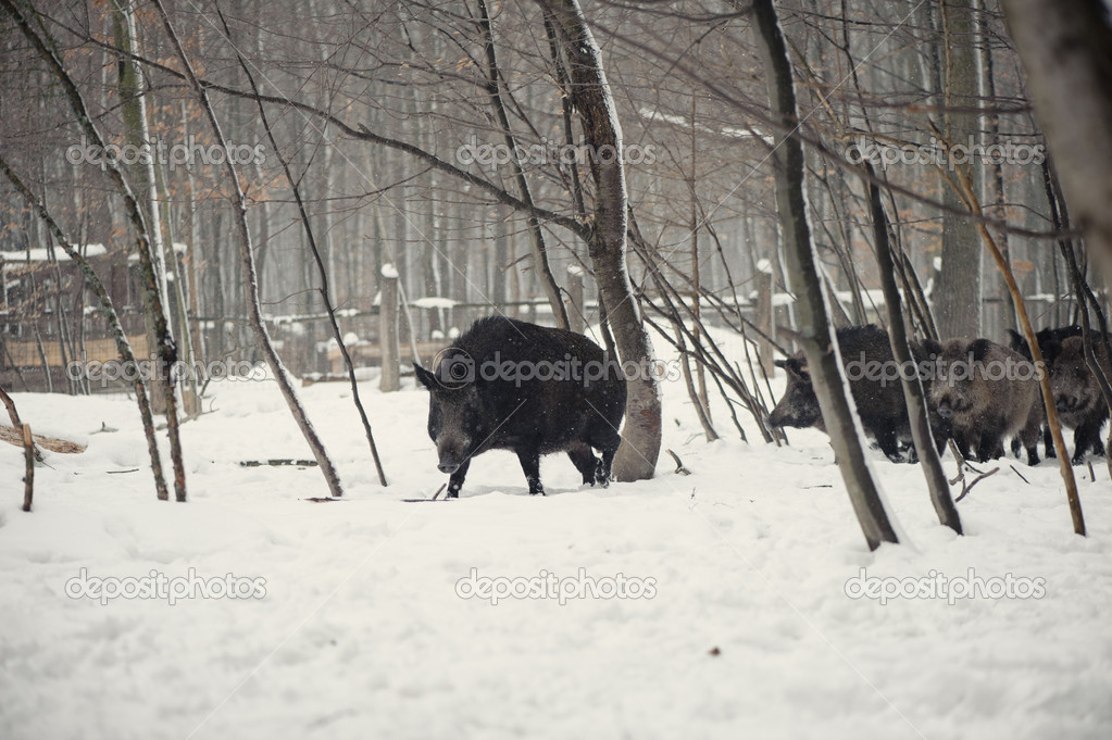 wild boar in the winter frosty forest with snow