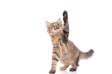 beyaz izole oynak yavru kedi