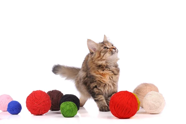 Funny cat with New Year's toys isolated on white — Stock Photo, Image