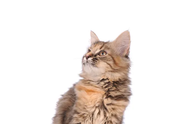 Cute cat isolated on white — Stock Photo, Image