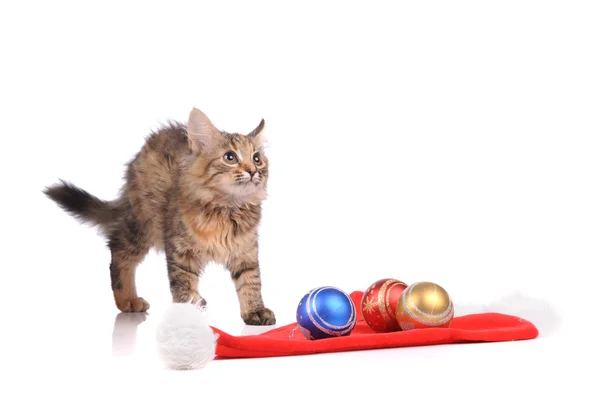 Funny cat with New Year's toys isolated on white — Stock Photo, Image