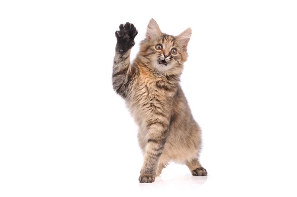 Verspielte Katzenkätzchen isoliert auf weiß — Stockfoto