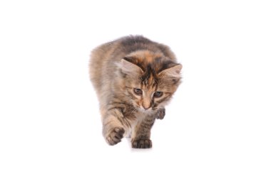 beyaz izole oynak yavru kedi
