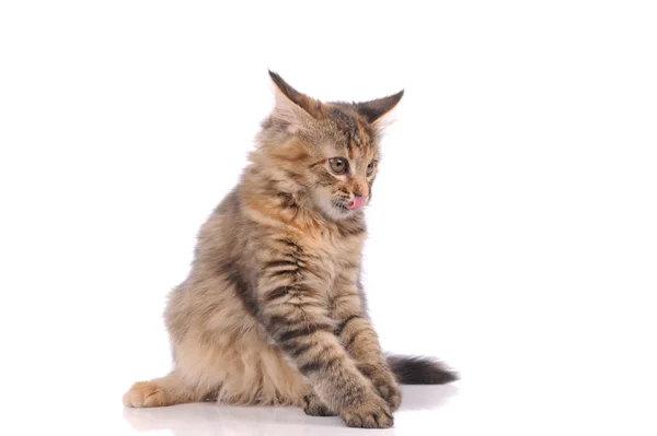 Verspielte Katzenkätzchen isoliert auf weiß — Stockfoto