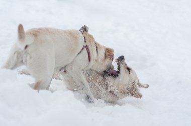 Karda oynayan köpekler