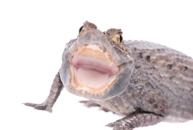 Beyaz arka plan üzerinde izole timsah