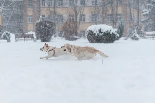 Hundar som leker i snön — Stockfoto