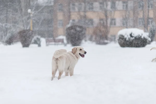 Cães na neve — Fotografia de Stock
