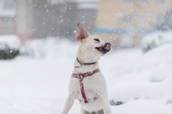 Psy na śniegu — Zdjęcie stockowe