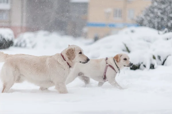 Psi na sněhu — Stock fotografie
