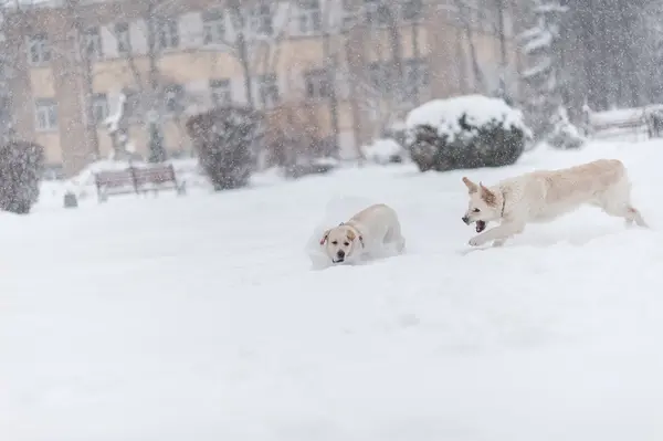 Perros jugando en la nieve — Foto de Stock