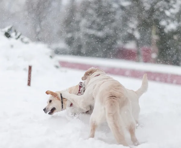 Hunde spielen auf dem Schnee — Stockfoto
