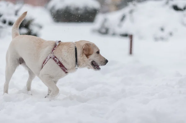 Hunde im Schnee — Stockfoto