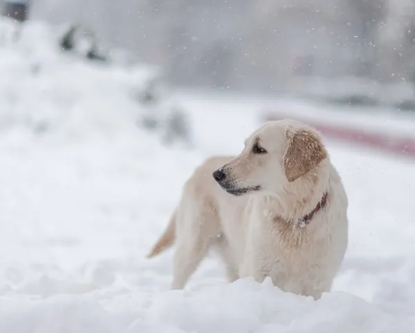 Perros en la nieve — Foto de Stock