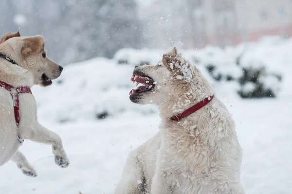 Cães brincando na neve — Fotografia de Stock