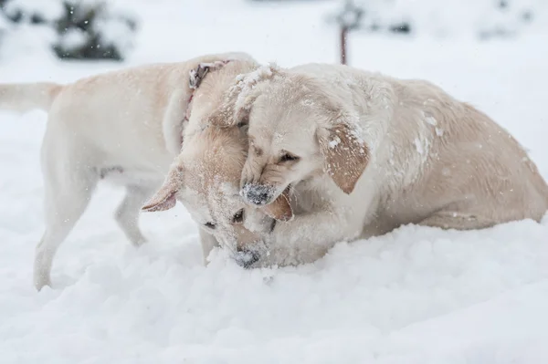 Psi na sněhu — Stock fotografie