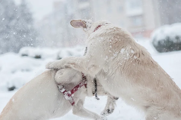 Dogs playing on the snow — Stock Photo, Image