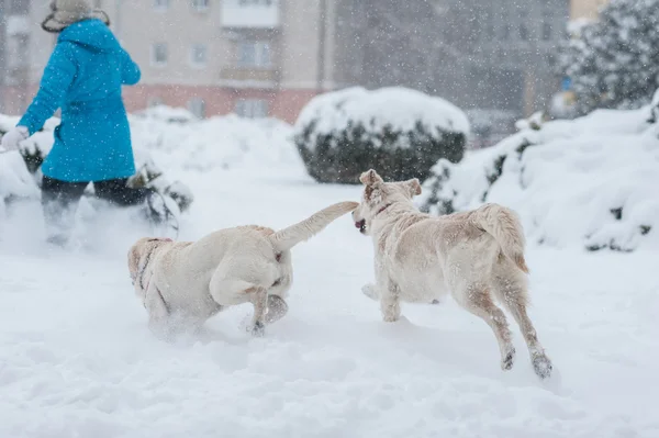 Mädchen spielt mit Hunden im Schnee — Stockfoto