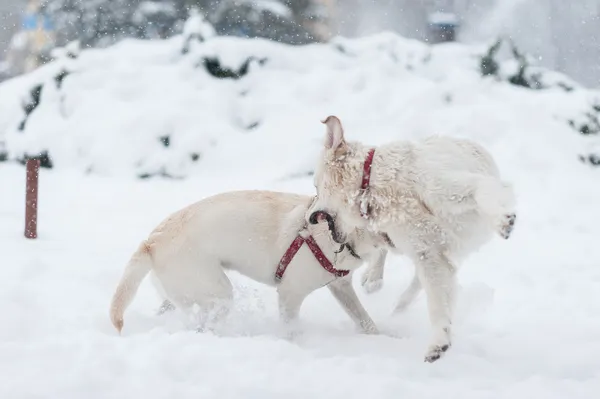 Perros jugando en la nieve — Foto de Stock