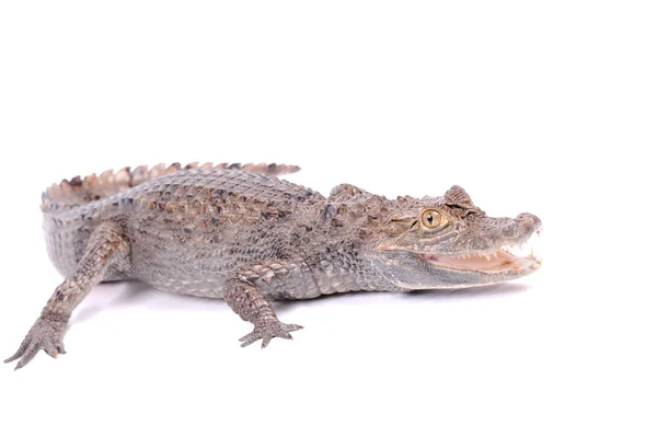 Alligator isoliert über weißem Hintergrund — Stockfoto