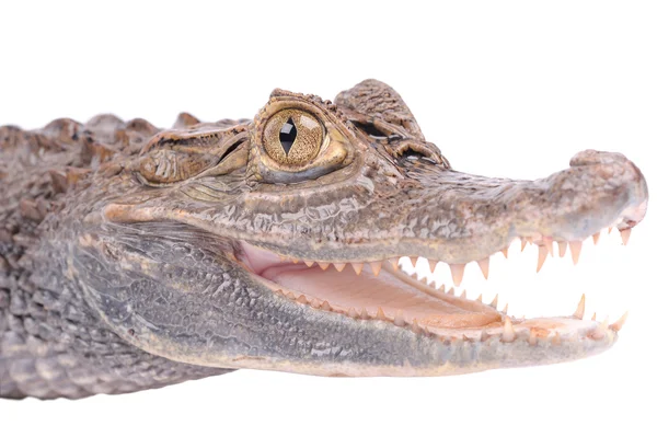 Alligator isoleret over hvid baggrund - Stock-foto