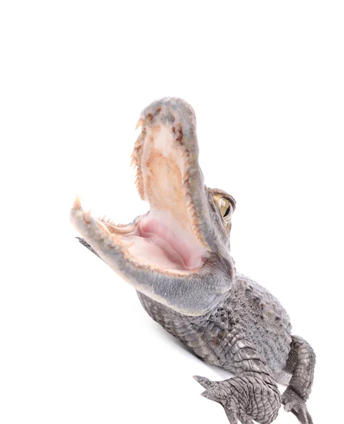 Alligator isoliert über weißem Hintergrund — Stockfoto