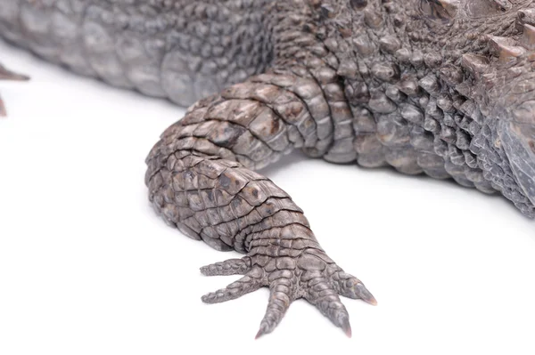 Alligator isoliert über weißem Hintergrund — Stockfoto