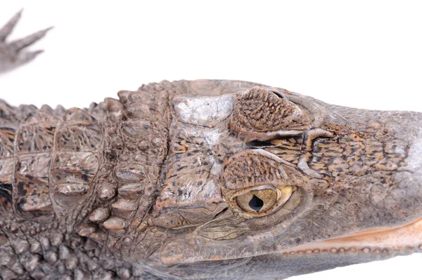 Alligator isoliert über weißem Hintergrund — Stockfoto