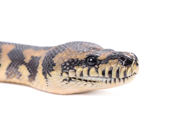 白い背景で隔離のヘビ — ストック写真