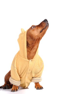 Beyaz arka plan üzerinde izole kahverengi dachshund köpek