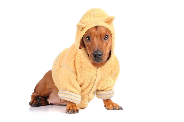 Perro salchicha marrón aislado sobre fondo blanco —  Fotos de Stock