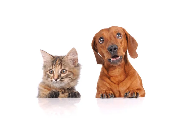 Beyaz bayrağın üstündeki kedi ve köpek kameraya bakıyor.