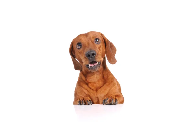 Chien marron teckel isolé sur fond blanc — Photo