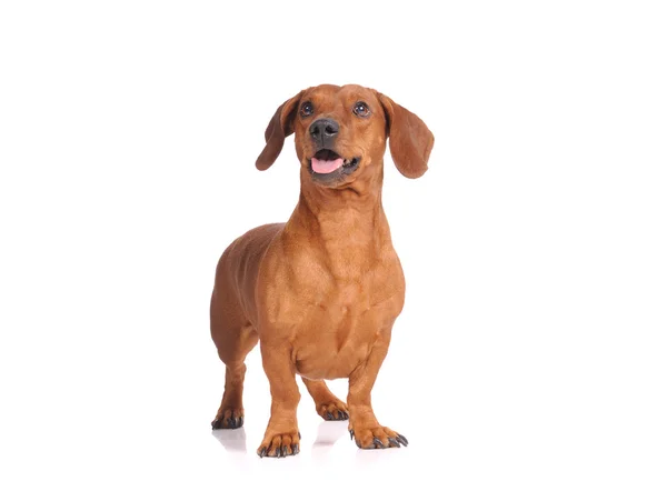 Brown dachshund dog isolated over white background — Stock Photo, Image