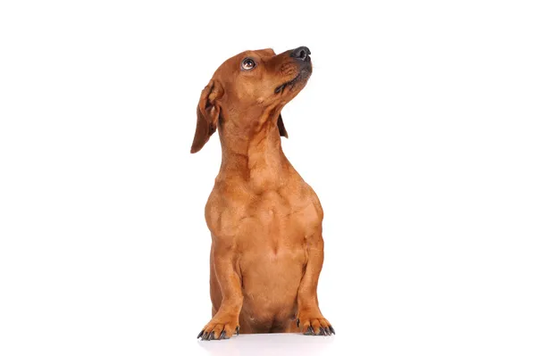 Perro salchicha marrón aislado sobre fondo blanco — Foto de Stock