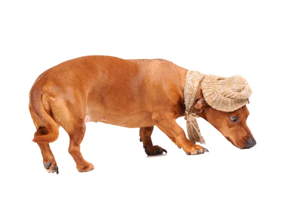 腊肠狗的狗打扮成孤立的围巾和帽子 — 图库照片