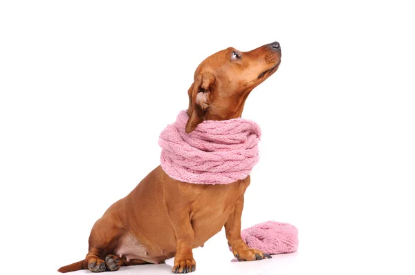 Dachshund dog dressed into scarf isolated over white — Stock Photo, Image