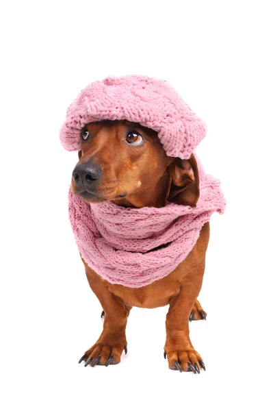 Perro salchicha vestido con sombrero y bufanda aislados —  Fotos de Stock