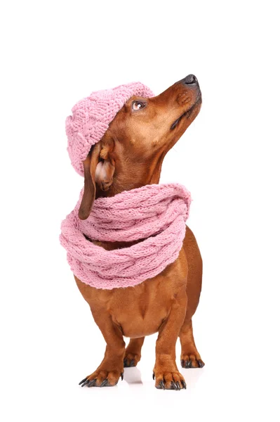 Cane bassotto vestito in cappello e sciarpa isolato — Foto Stock