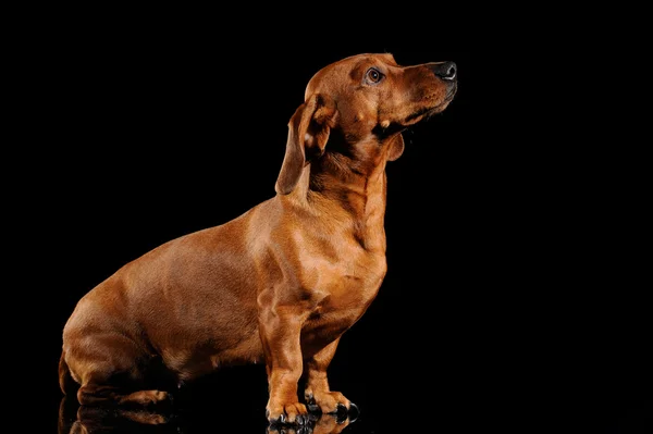 Siyah arka plan üzerinde izole kahverengi dachshund köpek — Stok fotoğraf