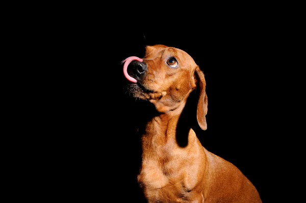 Marrom dachshund cão isolado sobre fundo preto — Fotografia de Stock