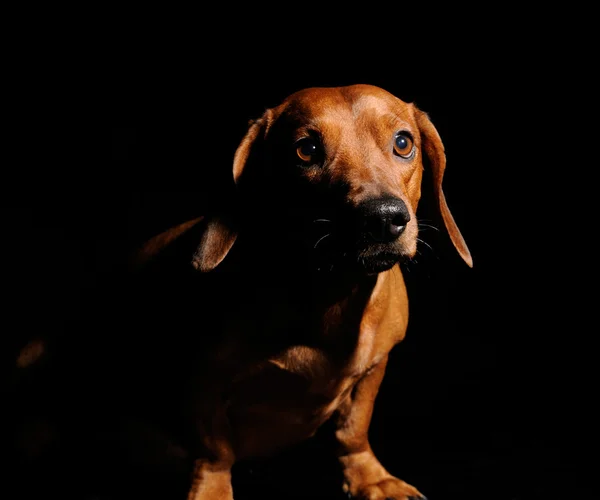 黒の背景に分離された茶色のダックスフント犬 — ストック写真