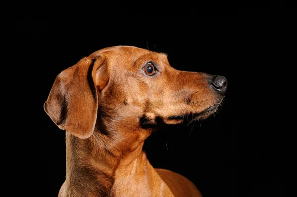 Marrom dachshund cão isolado sobre fundo preto — Fotografia de Stock