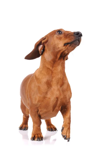 Brown dachshund dog isolated over white background — Stock Photo, Image