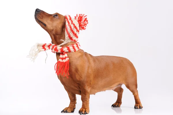 Perro salchicha vestido con sombrero y bufanda —  Fotos de Stock