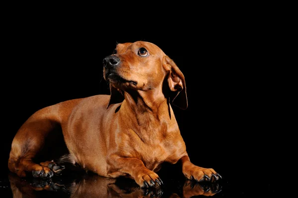 Hnědá jezevčík pes izolované černém pozadí — Stock fotografie