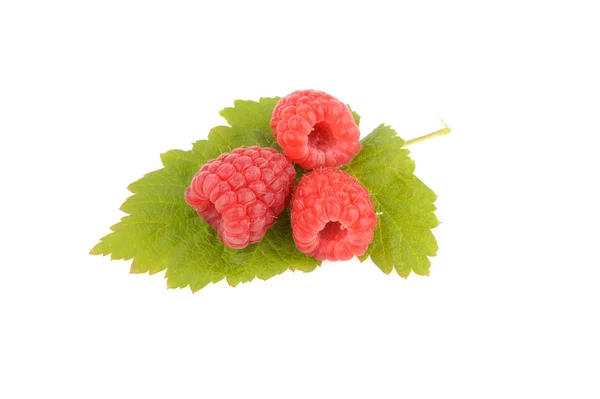 Słodkie owoce malin z zielonych liści — Zdjęcie stockowe