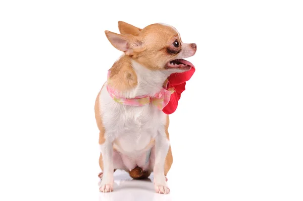 Grappige chihuahua hond geïsoleerd op witte achtergrond — Stockfoto