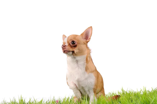 Komik chihuahua köpek yeşil çimenlerin üzerinde — Stok fotoğraf
